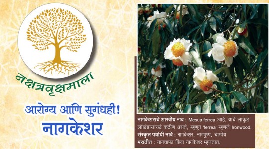 आरोग्य  आणि  सुगंधही!  नागकेशर